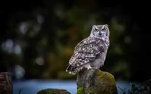 GREY OWL Theme from Chrome web store to be run with OffiDocs Chromium online GREY OWL Theme from Chrome web store to be run with OffiDocs Chromium online
