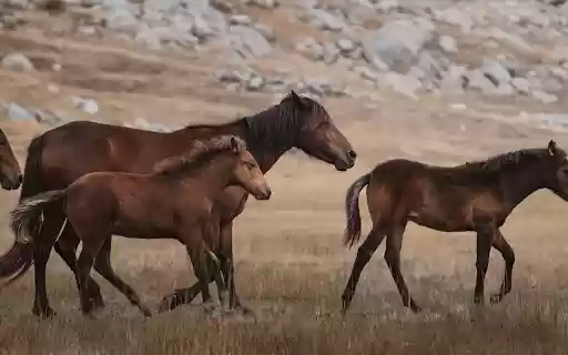 Herd of brown horses on dry grassland from Chrome web store to be run with OffiDocs Chromium online Herd of brown horses on dry grassland from Chrome web store to be run with OffiDocs Chromium online