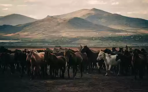 Horses on Field Near Mountains from Chrome web store to be run with OffiDocs Chromium online Horses on Field Near Mountains from Chrome web store to be run with OffiDocs Chromium online