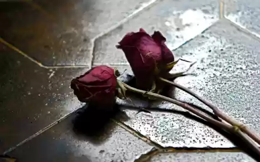 Introduction to the Withered Rose Falling on the Ground from Chrome web store to be run with OffiDocs Chromium online Introduction to the Withered Rose Falling on the Ground from Chrome web store to be run with OffiDocs Chromium online