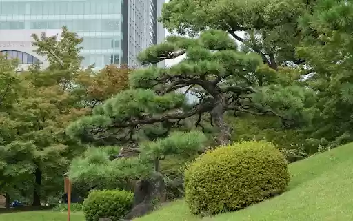 Lawn and trees from Chrome web store to be run with OffiDocs Chromium online Lawn and trees from Chrome web store to be run with OffiDocs Chromium online