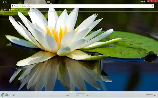 Lily Reflection Water Lily from Chrome web store to be run with OffiDocs Chromium online Lily Reflection Water Lily from Chrome web store to be run with OffiDocs Chromium online