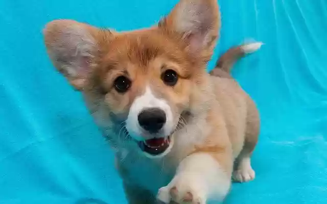 任意门Lite from Chrome web store to be run with OffiDocs Chromium online 任意门Lite from Chrome web store to be run with OffiDocs Chromium online