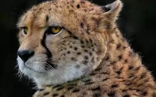 Little tiger from Chrome web store to be run with OffiDocs Chromium online Little tiger from Chrome web store to be run with OffiDocs Chromium online