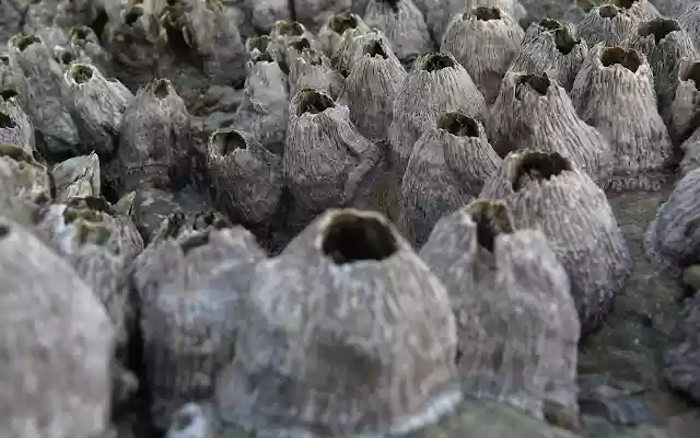 Living on the Coast from Chrome web store to be run with OffiDocs Chromium online Living on the Coast from Chrome web store to be run with OffiDocs Chromium online