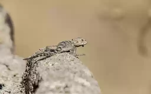 Lizard hidden in the rock from Chrome web store to be run with OffiDocs Chromium online Lizard hidden in the rock from Chrome web store to be run with OffiDocs Chromium online