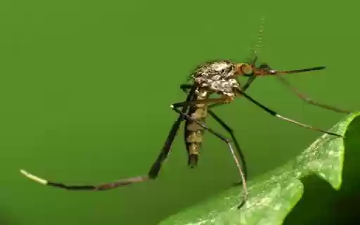 mosquito wallpaper from Chrome web store to be run with OffiDocs Chromium online mosquito wallpaper from Chrome web store to be run with OffiDocs Chromium online