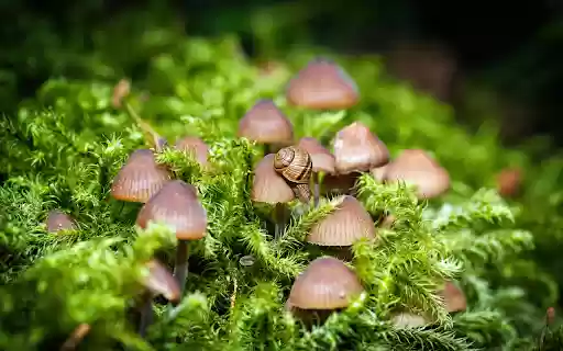 Mushrooms and snails from Chrome web store to be run with OffiDocs Chromium online Mushrooms and snails from Chrome web store to be run with OffiDocs Chromium online