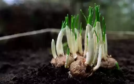 Onions sprout from Chrome web store to be run with OffiDocs Chromium online Onions sprout from Chrome web store to be run with OffiDocs Chromium online