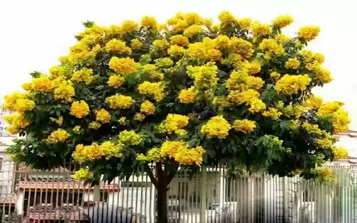 osaka tree yellow flower wallpaper from Chrome web store to be run with OffiDocs Chromium online osaka tree yellow flower wallpaper from Chrome web store to be run with OffiDocs Chromium online
