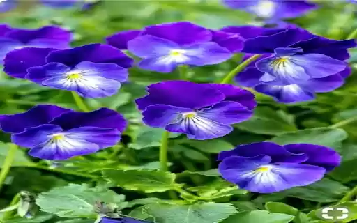 Purple Pansy Wallpaper from Chrome web store to be run with OffiDocs Chromium online Purple Pansy Wallpaper from Chrome web store to be run with OffiDocs Chromium online