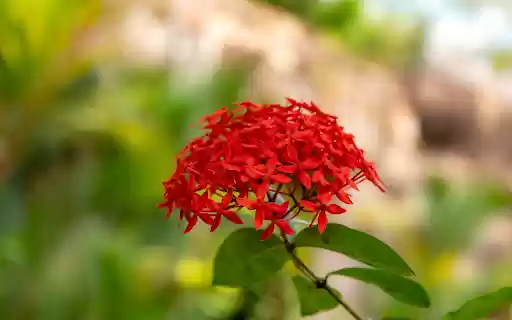 Red cluster peonies from Chrome web store to be run with OffiDocs Chromium online Red cluster peonies from Chrome web store to be run with OffiDocs Chromium online