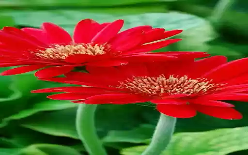 Red gerbera wallpaper from Chrome web store to be run with OffiDocs Chromium online Red gerbera wallpaper from Chrome web store to be run with OffiDocs Chromium online