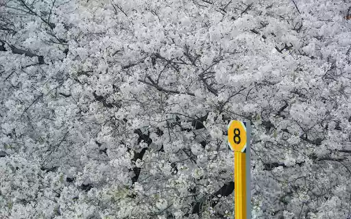 Road Sign against the Background of Trees in Blossom from Chrome web store to be run with OffiDocs Chromium online Road Sign against the Background of Trees in Blossom from Chrome web store to be run with OffiDocs Chromium online