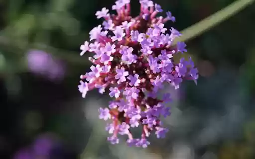 Small purple flower branch from Chrome web store to be run with OffiDocs Chromium online Small purple flower branch from Chrome web store to be run with OffiDocs Chromium online