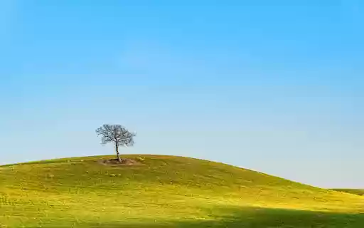 Small Tree on Grassy Hill from Chrome web store to be run with OffiDocs Chromium online Small Tree on Grassy Hill from Chrome web store to be run with OffiDocs Chromium online