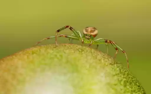 Spiders are greener from Chrome web store to be run with OffiDocs Chromium online Spiders are greener from Chrome web store to be run with OffiDocs Chromium online