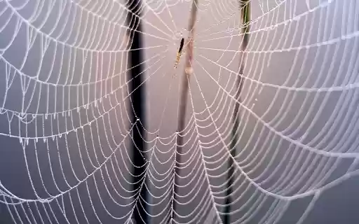 Spider Web and Baby Spider from Chrome web store to be run with OffiDocs Chromium online Spider Web and Baby Spider from Chrome web store to be run with OffiDocs Chromium online