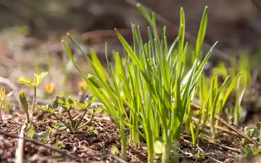 Sprouts in the sun from Chrome web store to be run with OffiDocs Chromium online Sprouts in the sun from Chrome web store to be run with OffiDocs Chromium online