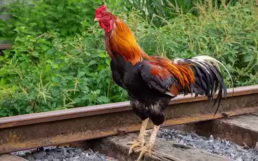 Strong rooster from Chrome web store to be run with OffiDocs Chromium online Strong rooster from Chrome web store to be run with OffiDocs Chromium online