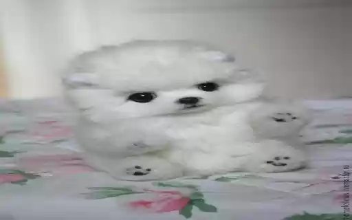 stuffed animal dog wallpapery from Chrome web store to be run with OffiDocs Chromium online stuffed animal dog wallpapery from Chrome web store to be run with OffiDocs Chromium online