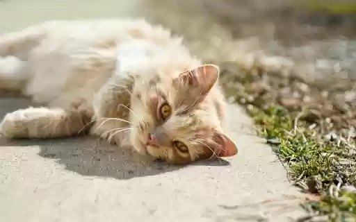 Sunbathing Pussy Cat from Chrome web store to be run with OffiDocs Chromium online Sunbathing Pussy Cat from Chrome web store to be run with OffiDocs Chromium online