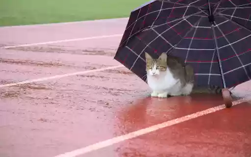 The cat and the umbrella from Chrome web store to be run with OffiDocs Chromium online The cat and the umbrella from Chrome web store to be run with OffiDocs Chromium online