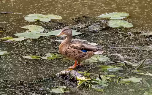 The Duck and the Lotus Pond from Chrome web store to be run with OffiDocs Chromium online The Duck and the Lotus Pond from Chrome web store to be run with OffiDocs Chromium online