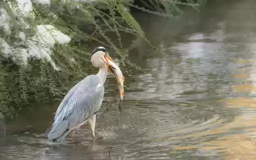 The Heron Hunts from Chrome web store to be run with OffiDocs Chromium online The Heron Hunts from Chrome web store to be run with OffiDocs Chromium online