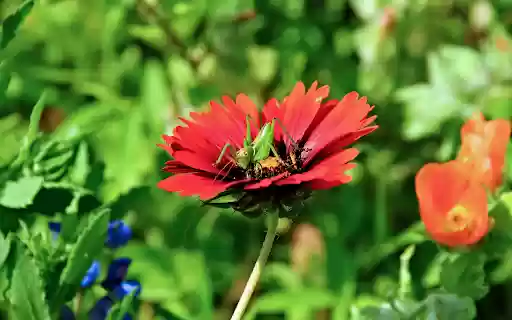 The locust landed on the flower from Chrome web store to be run with OffiDocs Chromium online The locust landed on the flower from Chrome web store to be run with OffiDocs Chromium online