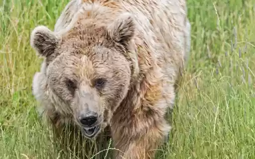 The Majestic Bear: King of the Wilderness from Chrome web store to be run with OffiDocs Chromium online The Majestic Bear: King of the Wilderness from Chrome web store to be run with OffiDocs Chromium online