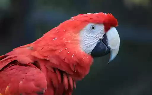 The parrot red amazon from Chrome web store to be run with OffiDocs Chromium online The parrot red amazon from Chrome web store to be run with OffiDocs Chromium online