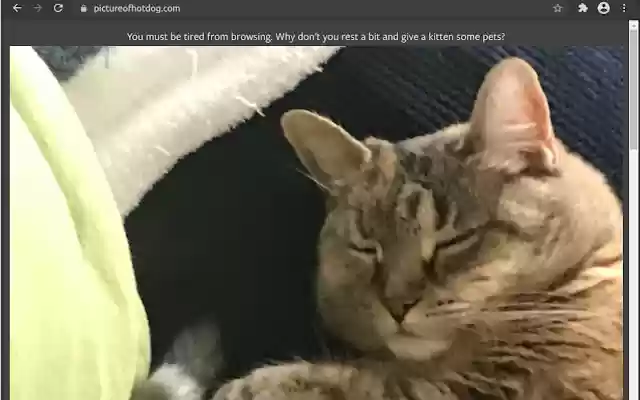 TibbettsKittens from Chrome web store to be run with OffiDocs Chromium online TibbettsKittens from Chrome web store to be run with OffiDocs Chromium online