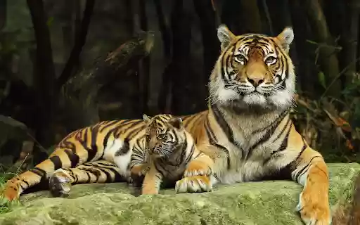 Tigers motherly love from Chrome web store to be run with OffiDocs Chromium online Tigers motherly love from Chrome web store to be run with OffiDocs Chromium online
