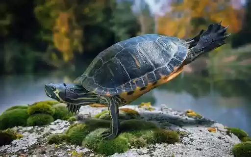 Turtle: The Wise and Resilient Slow Mover from Chrome web store to be run with OffiDocs Chromium online Turtle: The Wise and Resilient Slow Mover from Chrome web store to be run with OffiDocs Chromium online