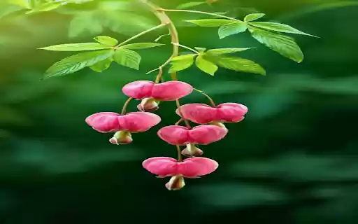 Unique pink flower wallpaper from Chrome web store to be run with OffiDocs Chromium online Unique pink flower wallpaper from Chrome web store to be run with OffiDocs Chromium online