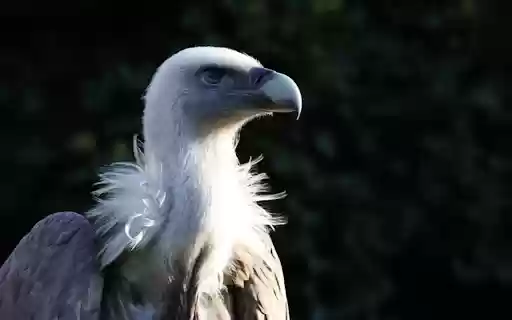 VULTURE THEME from Chrome web store to be run with OffiDocs Chromium online VULTURE THEME from Chrome web store to be run with OffiDocs Chromium online