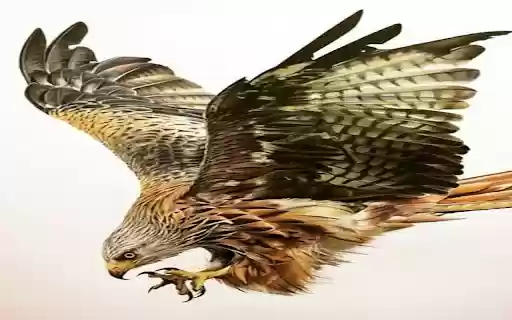 wallpaper chin hunting eagle or hawk from Chrome web store to be run with OffiDocs Chromium online wallpaper chin hunting eagle or hawk from Chrome web store to be run with OffiDocs Chromium online