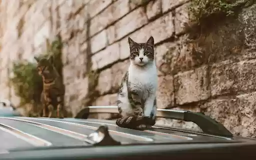 White and Black Tabby Cat on Top of Black Shiny Surface from Chrome web store to be run with OffiDocs Chromium online White and Black Tabby Cat on Top of Black Shiny Surface from Chrome web store to be run with OffiDocs Chromium online