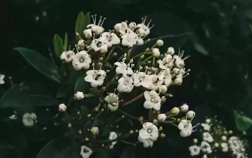 White flower branch with long pistil from Chrome web store to be run with OffiDocs Chromium online White flower branch with long pistil from Chrome web store to be run with OffiDocs Chromium online