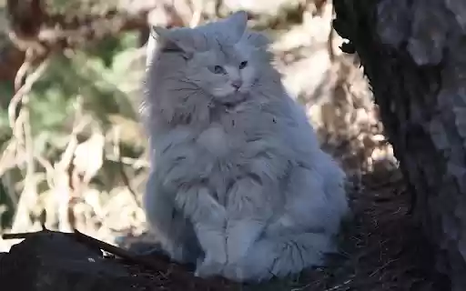 White lion cat from Chrome web store to be run with OffiDocs Chromium online White lion cat from Chrome web store to be run with OffiDocs Chromium online