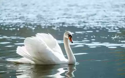 WHITE SWAN Theme from Chrome web store to be run with OffiDocs Chromium online WHITE SWAN Theme from Chrome web store to be run with OffiDocs Chromium online