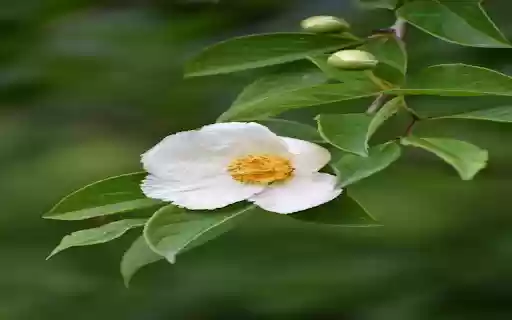 White Wildflower Wallpaper from Chrome web store to be run with OffiDocs Chromium online White Wildflower Wallpaper from Chrome web store to be run with OffiDocs Chromium online