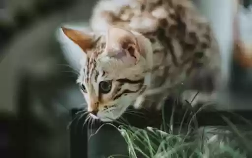 WILD CAT THEME from Chrome web store to be run with OffiDocs Chromium online WILD CAT THEME from Chrome web store to be run with OffiDocs Chromium online