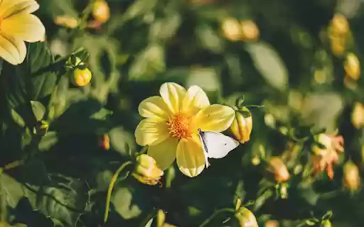 Yellow Flower Plant from Chrome web store to be run with OffiDocs Chromium online Yellow Flower Plant from Chrome web store to be run with OffiDocs Chromium online