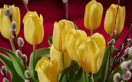 Yellow tulips and rosehips from Chrome web store to be run with OffiDocs Chromium online Yellow tulips and rosehips from Chrome web store to be run with OffiDocs Chromium online